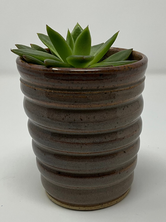 Handmade Ribbed Spiral Planter – Antique Brown Glaze with Small Succulent Plant